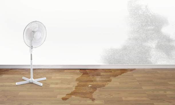 Best Mold removal after water damage  in Alva, OK